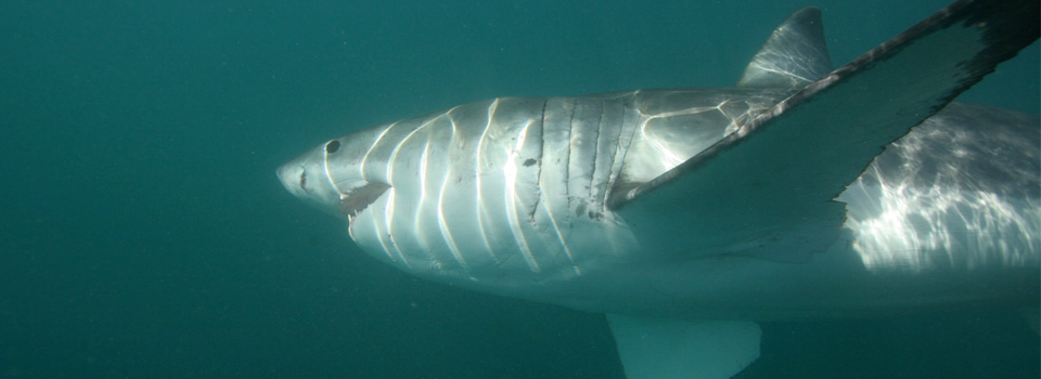 South Africa - Sharks of the Cape of Storms