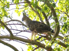 Crested Hawk-Eagle from Kerala