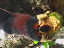 The Malabar giant squirrel