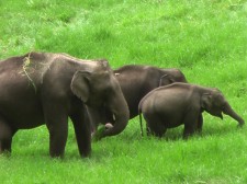 Asian elephant family