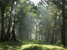 Parambikulam Forest Reserve in the Western Ghats