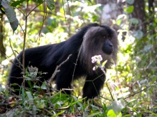 Lion-tailed macaque