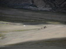 A herd at the valley floor