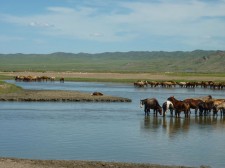 A herd of horses in the region of Lun (130 km west of Ulan Bator)
