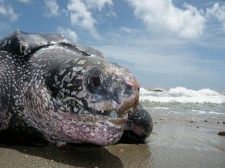 Leatherback turtle on a beach in Trinidad