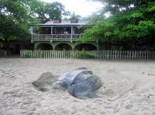 Leatherback turtle in front of the Grande Rivière hotel in Trinidad