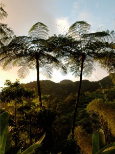 Tree-ferns in Martinique