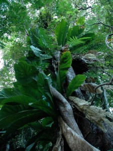 Epiphytic plants on Gros Piton, Sainte Lucie