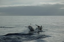 A couple of dolphins leaving us