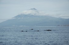 A group of pilot whales swimming in front of the volcano