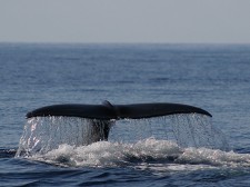 Sperm whale fluking