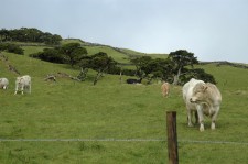 Cows grazing on the flanks of the volcano