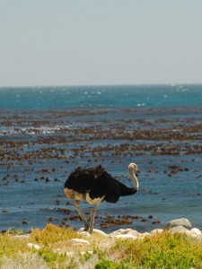 An ostrich strolling along the seaside