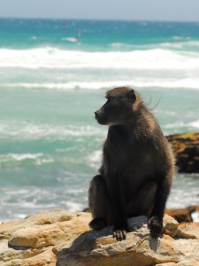 A Cape baboon surveying his realm