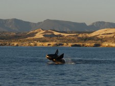 Southern right whale