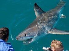 A curious Great White