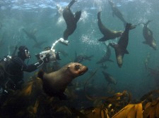 Spending time with sea lions