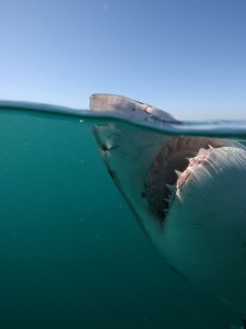 Another view of the Great White's teeth from inside a cage