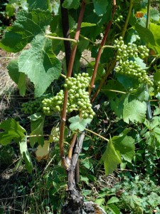 Biodynamic vine cultivation