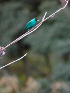 A Green Honeycreeper, an exotic bird found in Trinidad