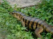 A Tegu lizard