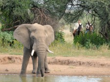 Approaching an elephant in Botswana