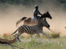 Galloping with zebras and antelopes