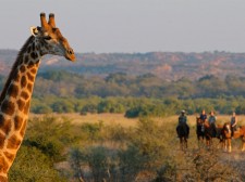 A giraffe on the savannah in Botswana