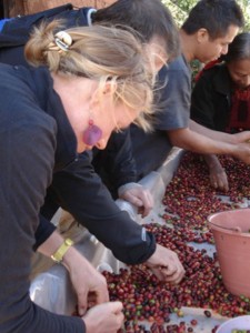 Tri des cerises de café