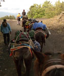 Donkey train