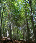 Oak and chestnut forest