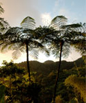 Tree Fern - Martinique