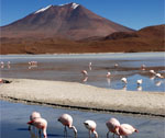 Bolivia - Salt lake - Pink flamingos
