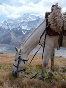 Cheval de montagne kirghize
