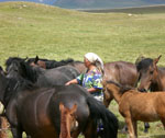 Elevage de chevaux de montagne