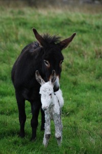 A jenny donkey and her charge