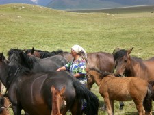 Herding of horses