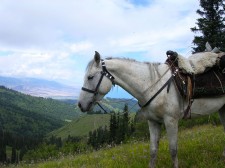 A kyrgyz horse with local saddle