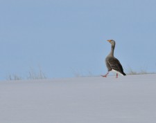 A hiking goose with perfect snow-shoes