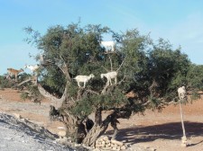 Goats climbing an argan tree