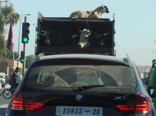 Traffic scene in Marrakech