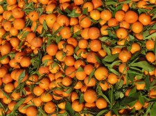 Mandarin shop in the souk