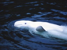 Beluga in the Saguenay marine park