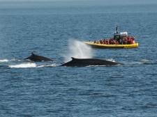 Whale-watching in the Saguenay marine park