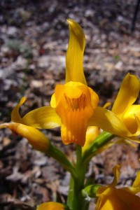 The Patagonian orchid Chloraea alpina