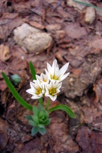 Mountain flora