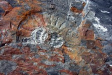 An ammonite in the valley of fossils (Argentina)