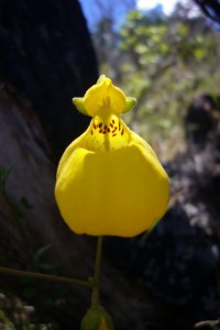 Zapatito de la Virgen orchid (Chile)