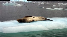 A leopard seal on the island of Chiloé sunbathing (Chile)