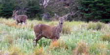 Pudú deer (Chile)